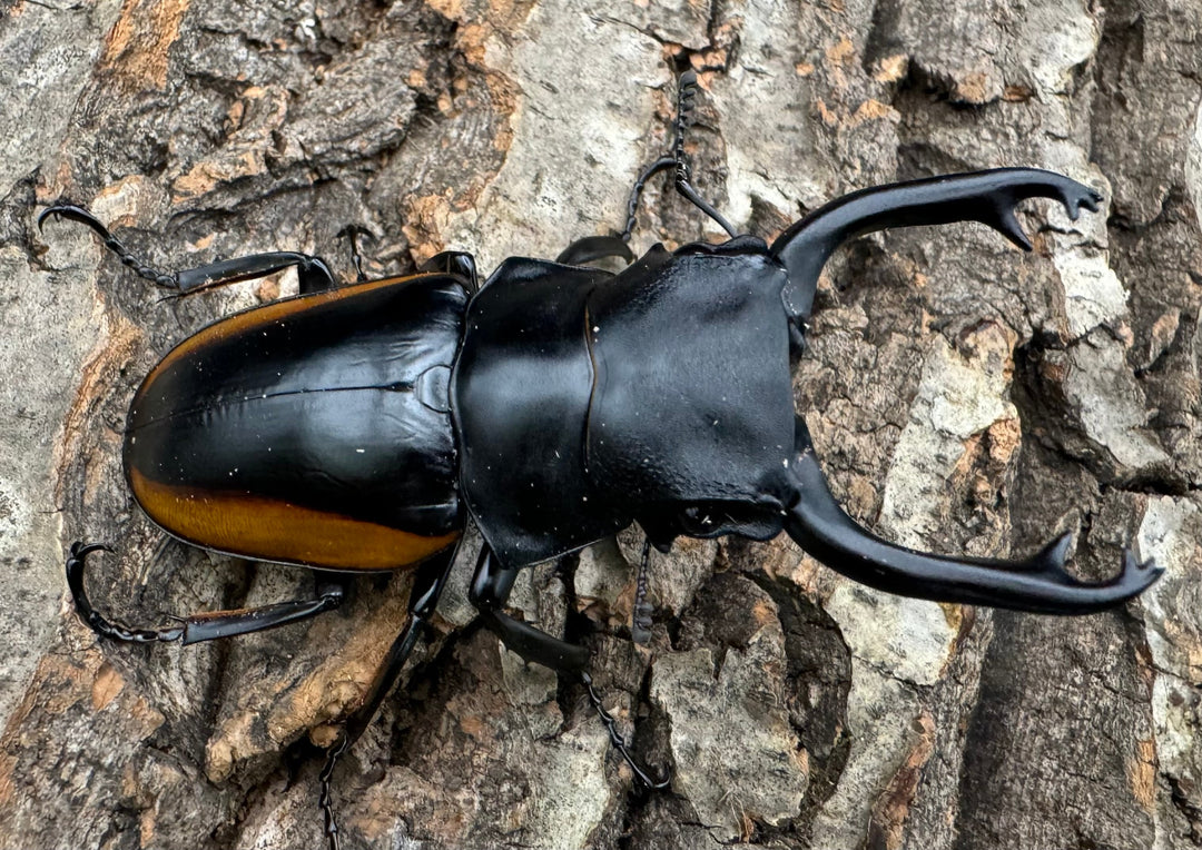 【WD】《スティーブンスツヤ亜種mamaesaensis 69mm ペア》