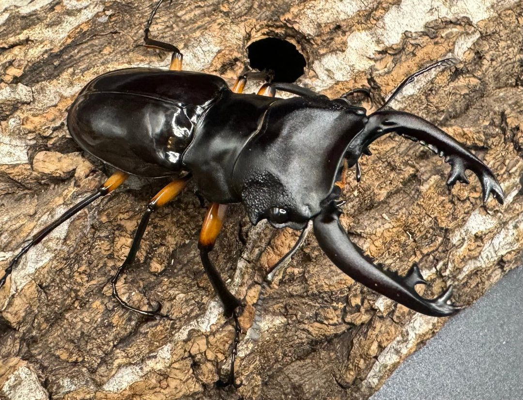 【WD】《インペリアリスツヤ亜種komorii 65mm ペア》