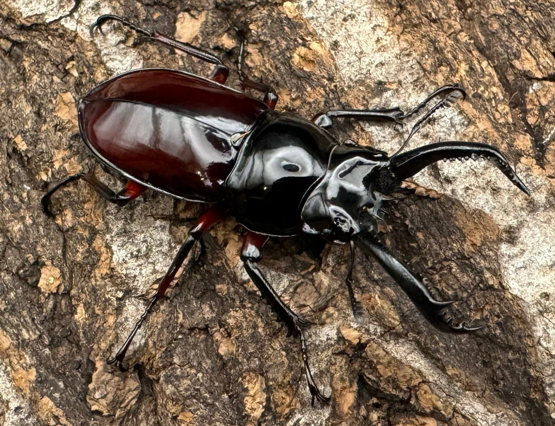 【WD】《オーベルチュールクロツヤシカ 43mm ペア》