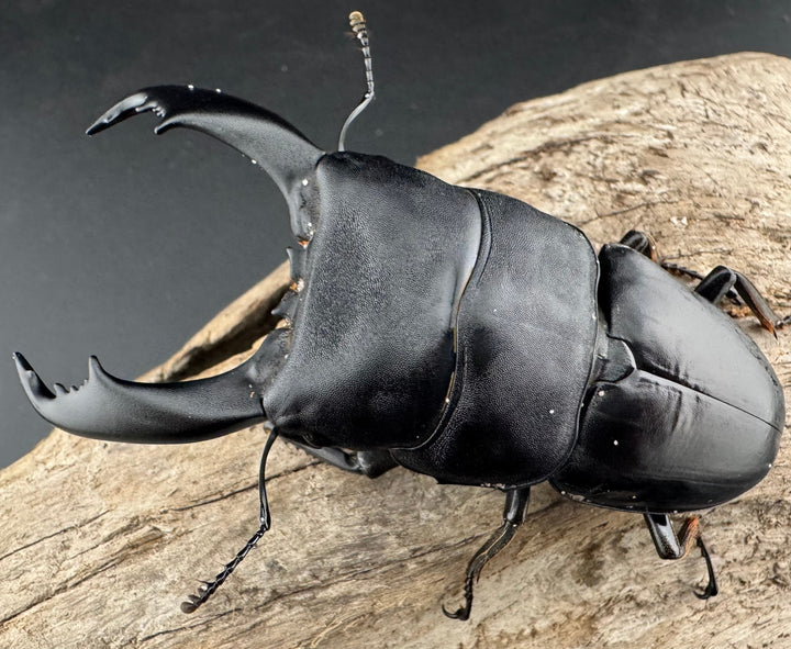 【WD】《ブルーダンヒラタクワガタ 90mm ペア》