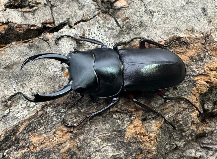 【WD】《テヌエコスタトゥスコクワ亜種pieli 27mm ♂♀♀トリオ》