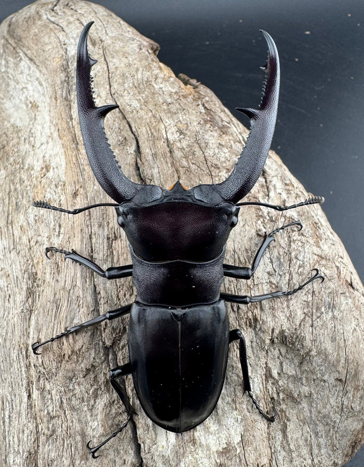 【WD】《マンディブラリスフタマタ 92.5mm ペア》