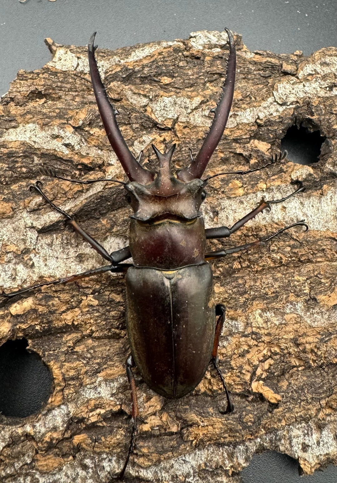 【WD】《プラネットミヤマ 74mm ペア》