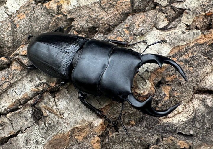 【WD】《パラワンパリーオオクワ 60mmペア》