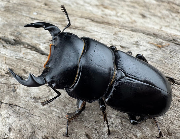 【WD】《ドルクスヤクシャ原名亜種 チベット産 41mm ♂♀♀トリオ》