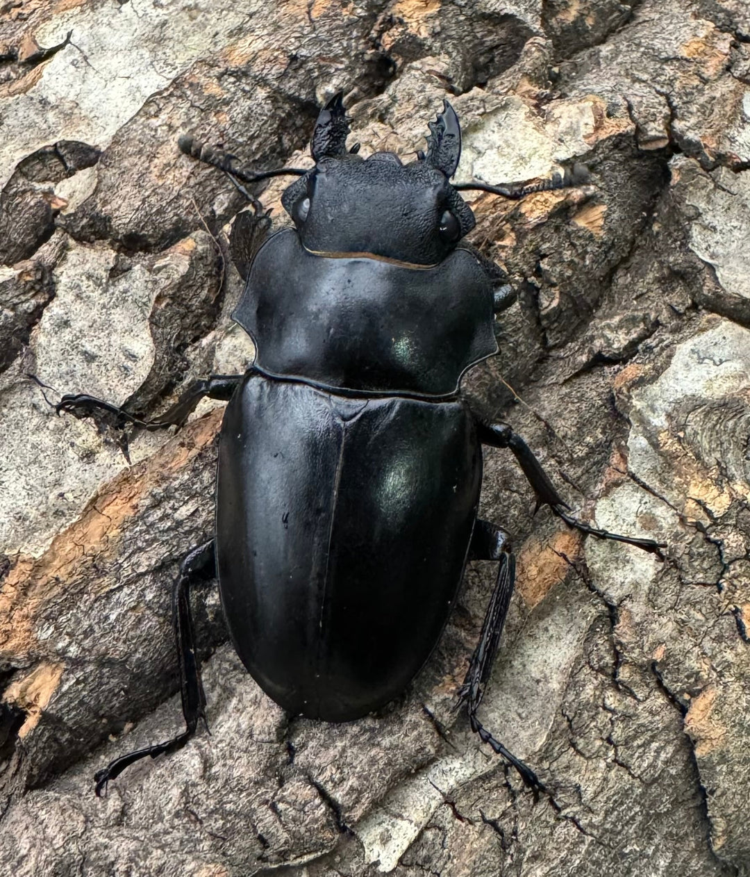 【WD】大型《ミンダナオアルケスツヤクワガタ 91mm ペア》