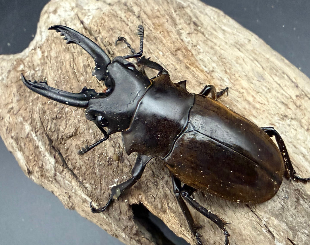 【WD】《ダールマンツヤ原名亜種 ボルネオ産 66.5mm ペア》