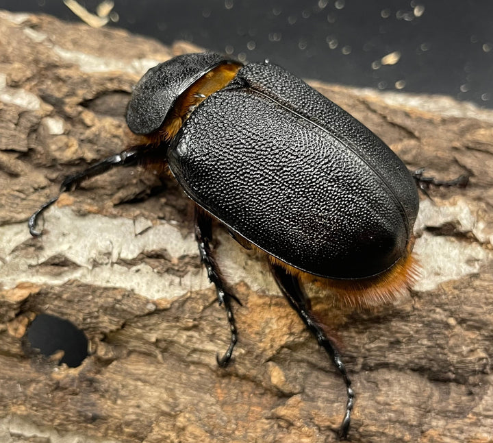 《サタンオオカブト 97mm ペア》