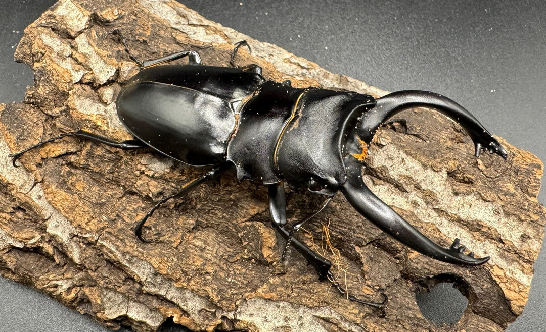 【WD】大型長歯《アルケスツヤクワガタ 89mm ペア》