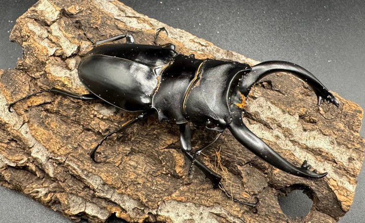 【WD】大型長歯《アルケスツヤクワガタ 89mm ペア》