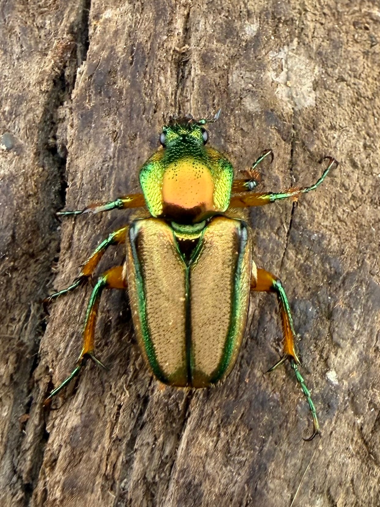 【WD】《ルマウィンヒメカブトハナムグリ Free ♀単》