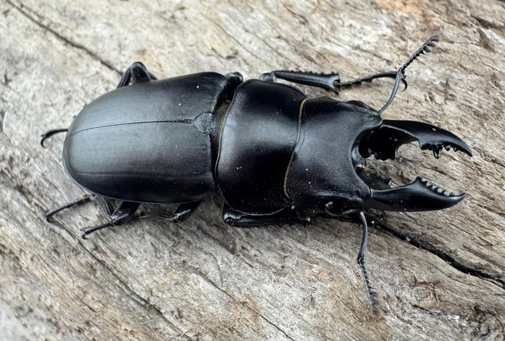 【WD】《オーエンノコギリ亜種melli 31.5mm ペア》