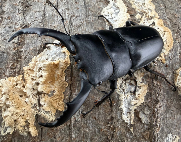 《ウンナンヒラタ 貴州省産 63mm ペア》わたくわ氏ブリード個体