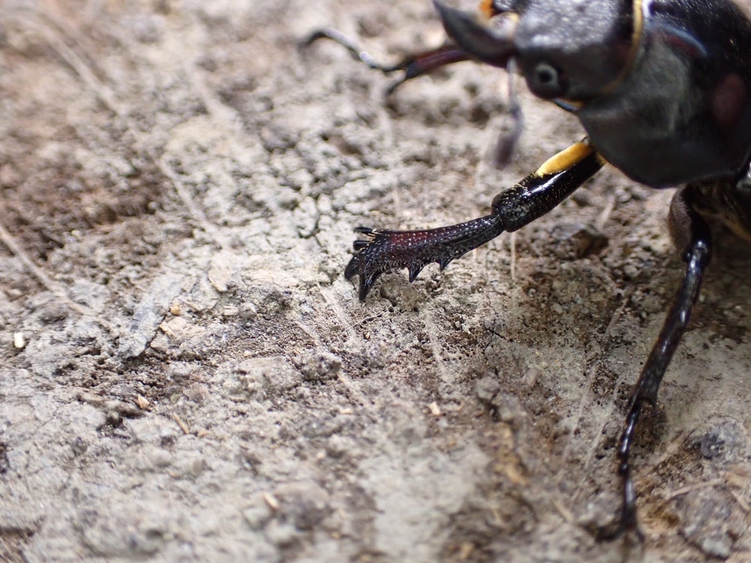 【WD】《ヒメミヤマクワガタ大陸亜種continentalis 30mm ♀単A’品》