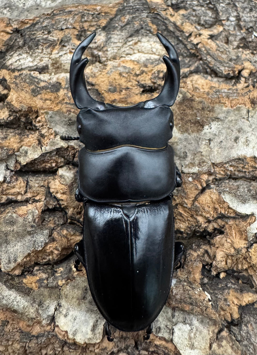 【WD】《ホペイオオクワ 安徽省産 58mm ♂♀♀トリオ》