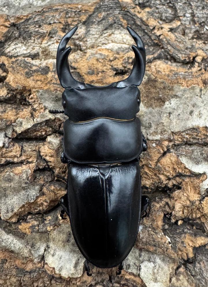 【WD】《ホペイオオクワ 安徽省産 58mm ♂♀♀トリオ》