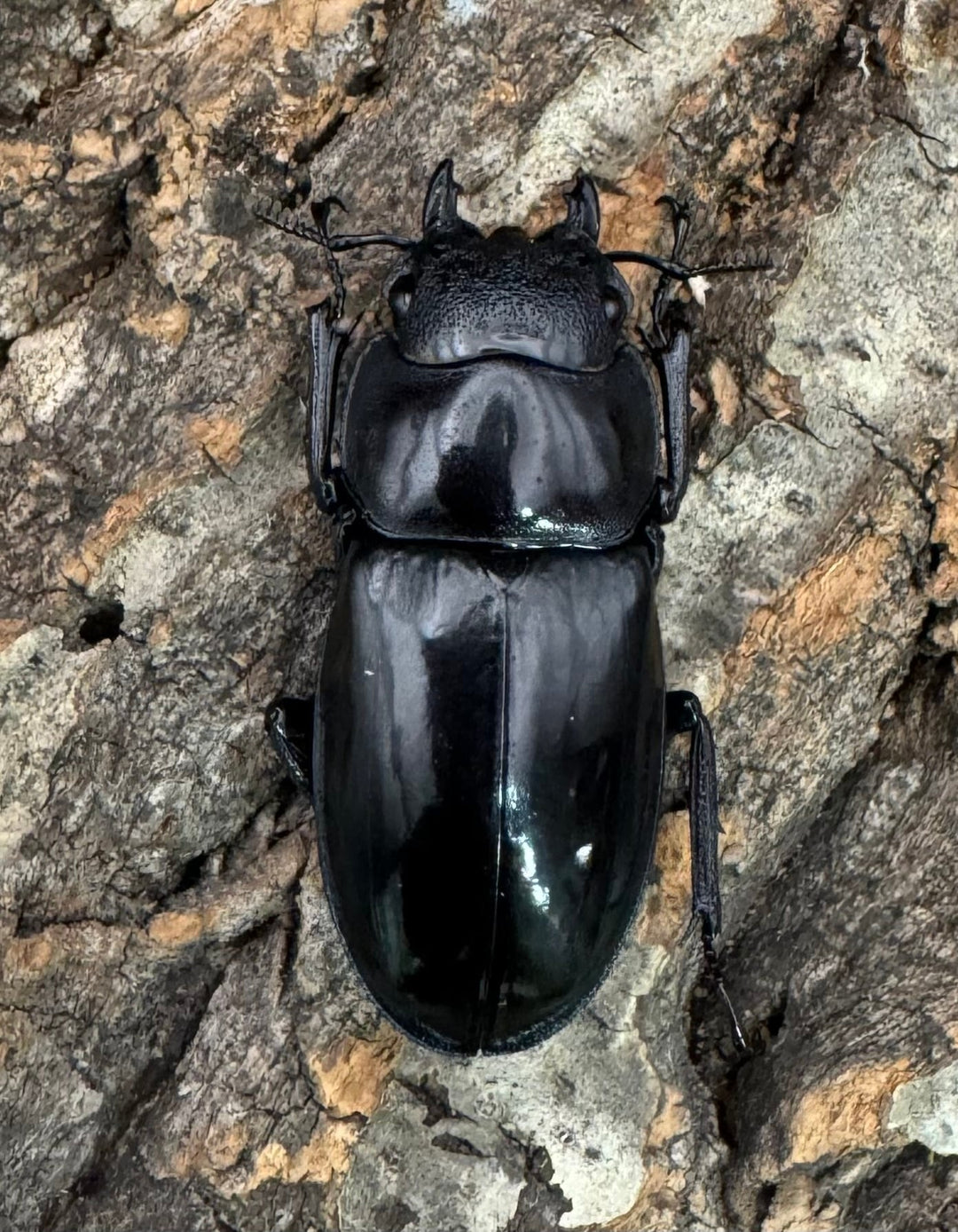 【WD】《マンディブラリスフタマタ 103.5mm B品ペア》