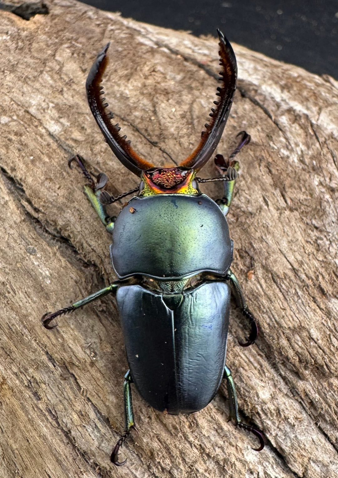 《パプアキンイロクワガタ 39mm ペア》