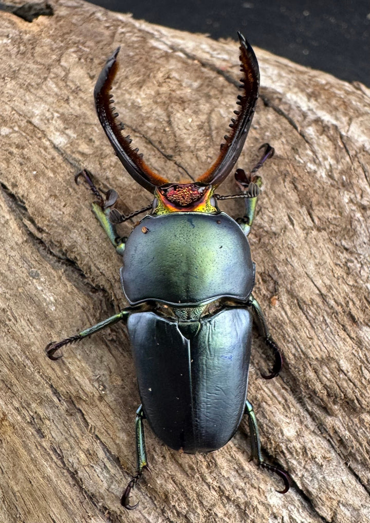 《パプアキンイロクワガタ 39mm ペア》
