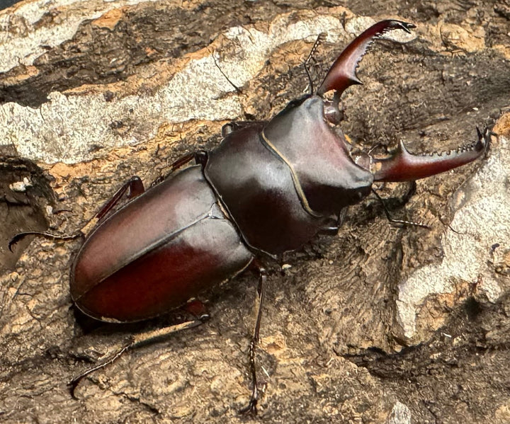 【WF1】《メリディオナリスコクワ ペア》