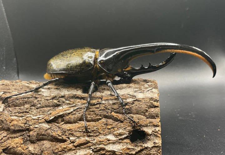 即ブリ《ヘラクレス・ヘラクレス 146mm ペア》