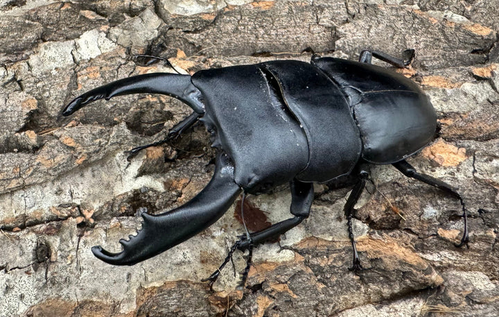 【WD】大型《テイオウヒラタクワガタ 91mm ペア》