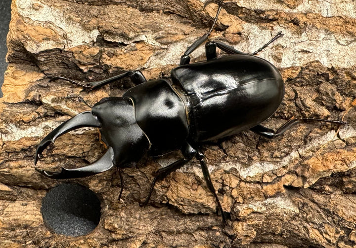 【WD】《ブラナウンコクワ 福貢県産 51mm ペア