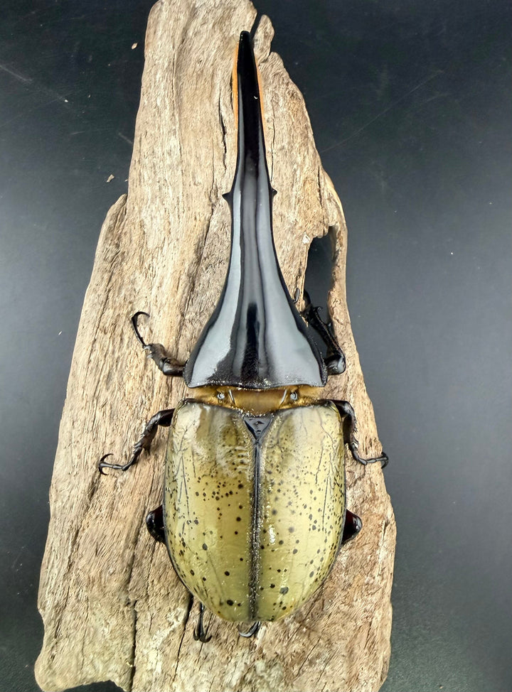 《ヘラクレス・ヘラクレス 145mm ペア》