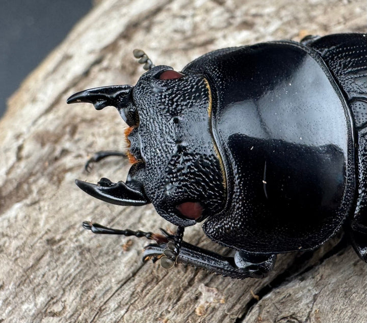 【赤目】《オオクワガタ レッドアイ 能勢産 65mm ペア》