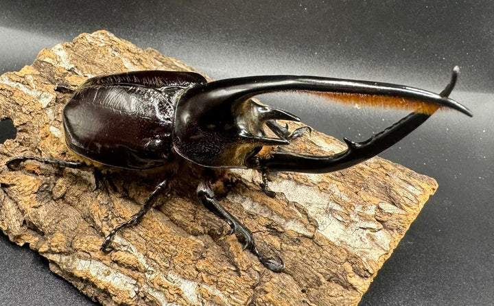 即ブリ《ネプチューンオオカブト 118mm ペア》inohiro109氏ブリード個体