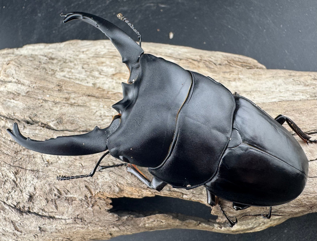 【WD】《アルキデスヒラタ ベンクール産 長歯 92mm 胸幅35.9mm  ペア》