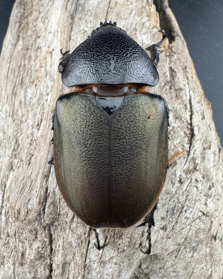 【WD】《スマトラコーカサスオオカブト 92mm B品ペア》