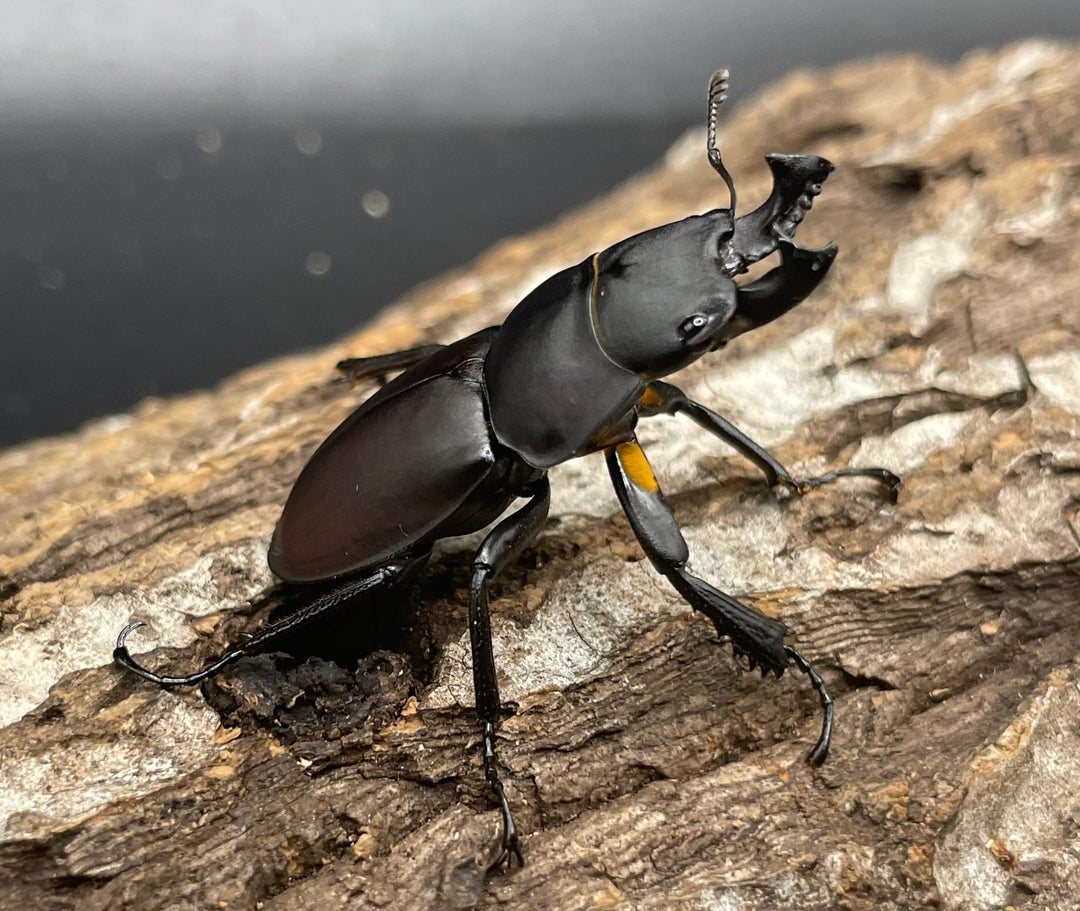 【WD】《チュウゴクマルバネクワガタ原名亜種 36.5mm A’ペア》