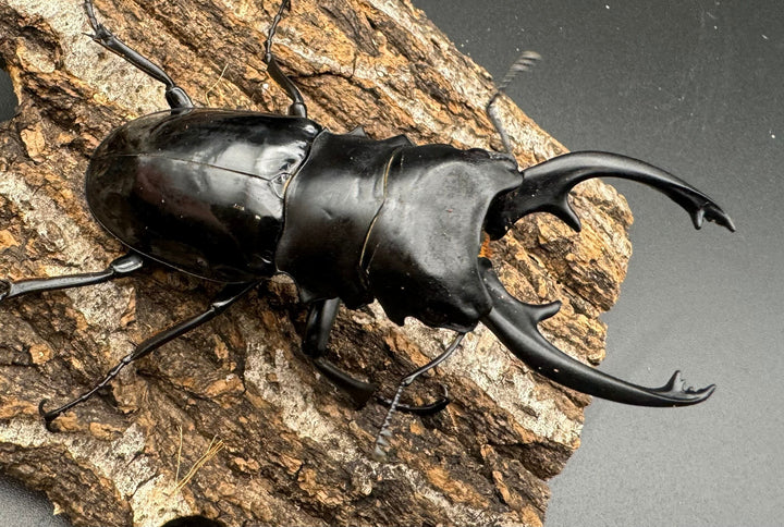 【WD】《インターメディアツヤクワガタ 85mm ペア》