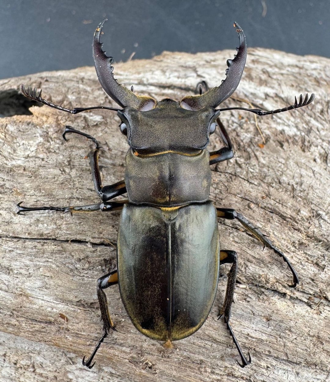 【WD】《カンターミヤマ亜種colasi 雲南省産 51mm ペア》