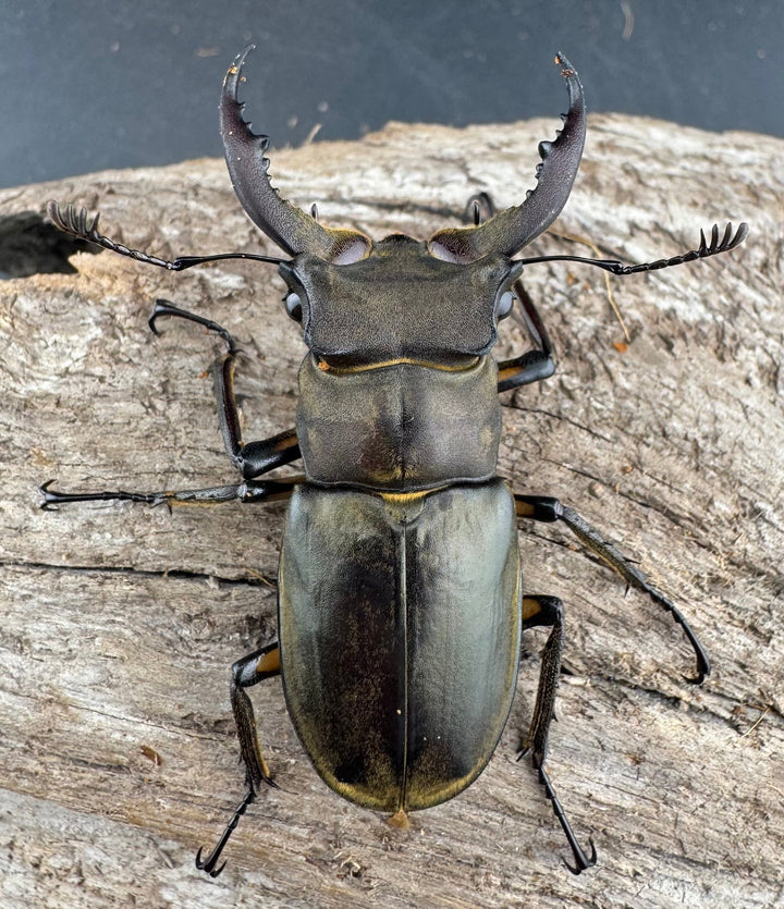 【WD】《カンターミヤマ亜種colasi 雲南省産 51mm ペア》