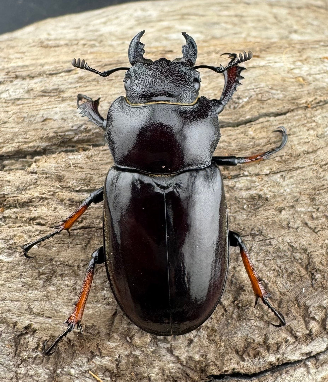 【WD】《イミタトールミヤマ（イミテーターミヤマ） 40mm ペア》