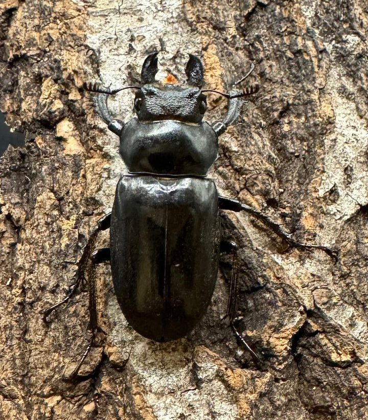 【WD】《ノビリスミヤマ 58mm ペア》