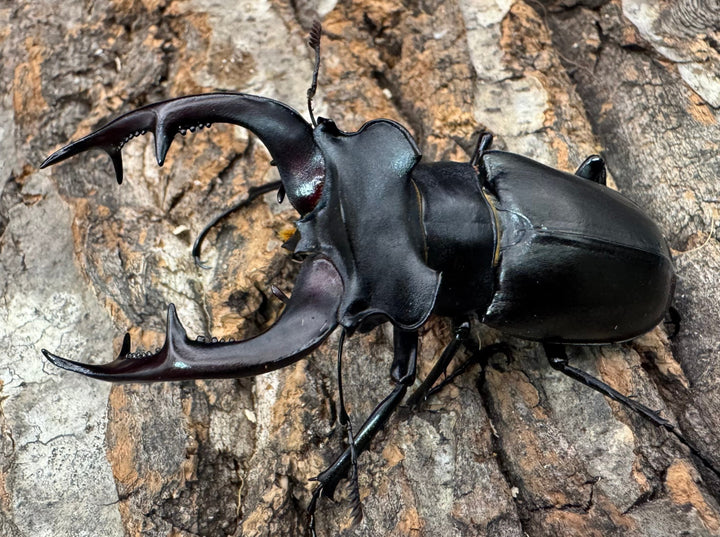 《アクベシアヌスミヤマ 80mm B品ペア》