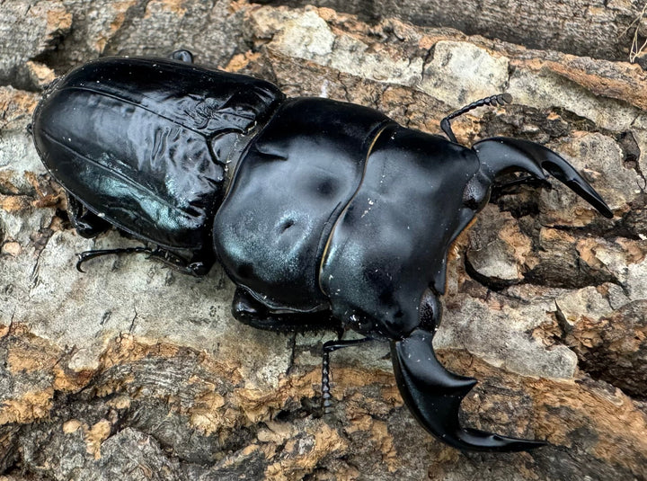 《インドアンタエウス タイガーヒル産 70.5mm ペア》