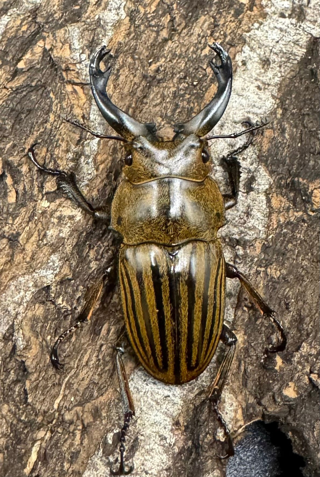 【WD】《ストリアータツヤクワガタ 45mm ペア》