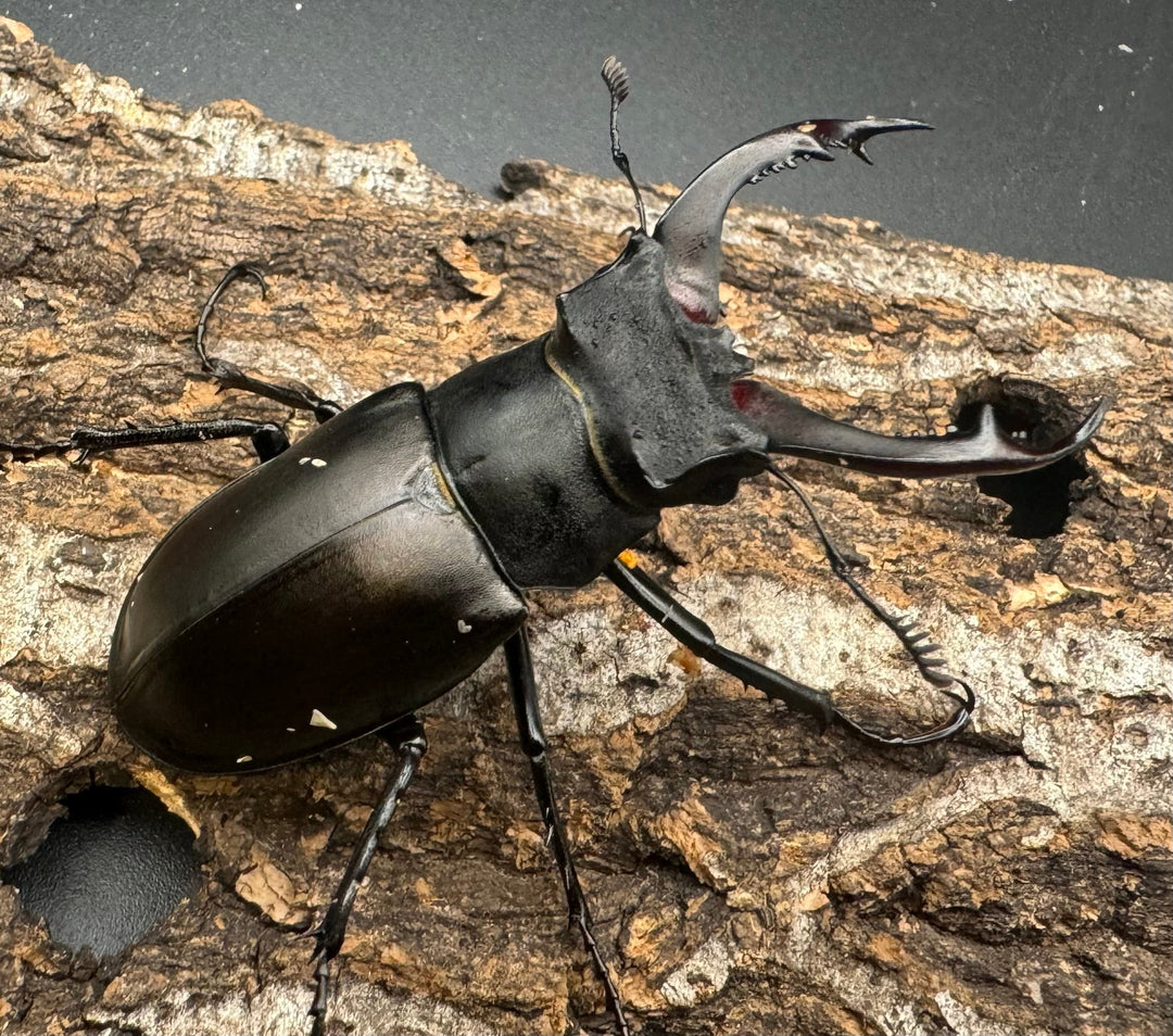 即ブリ《アクベシアヌスミヤマ 66mm ペア》