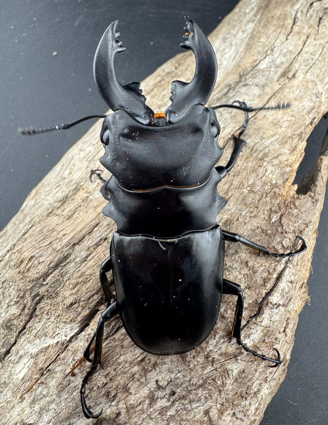 【WD】《ミンダナオアルケスツヤクワガタ 82.5mm ペア》