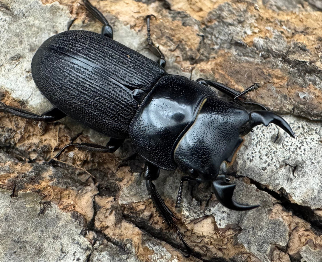 【WD】《ドルクス メンシウス 27ｍｍ ペア》