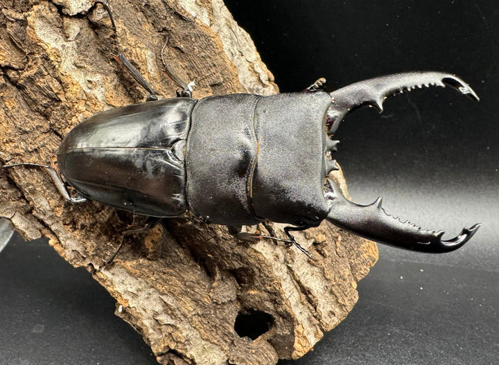 【WD】大型《ミンダナオヒラタ 91.5mmUP ペア》