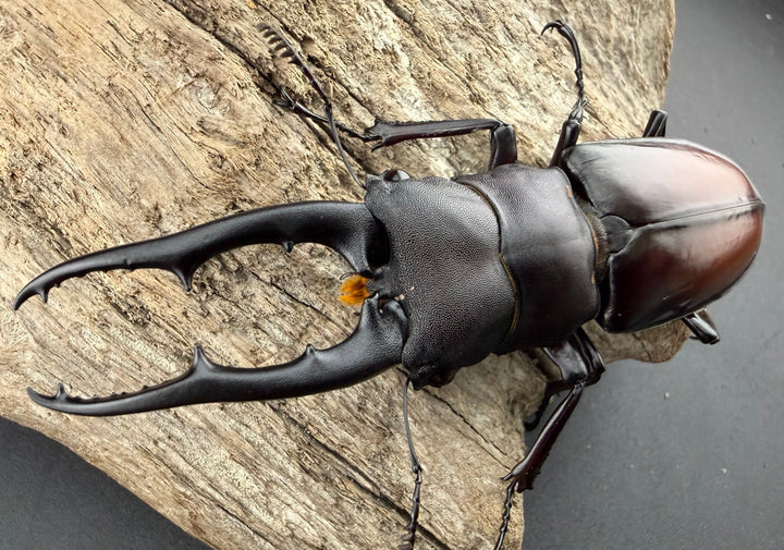 【WD】《ツカモトフタマタ 83mm ペア》