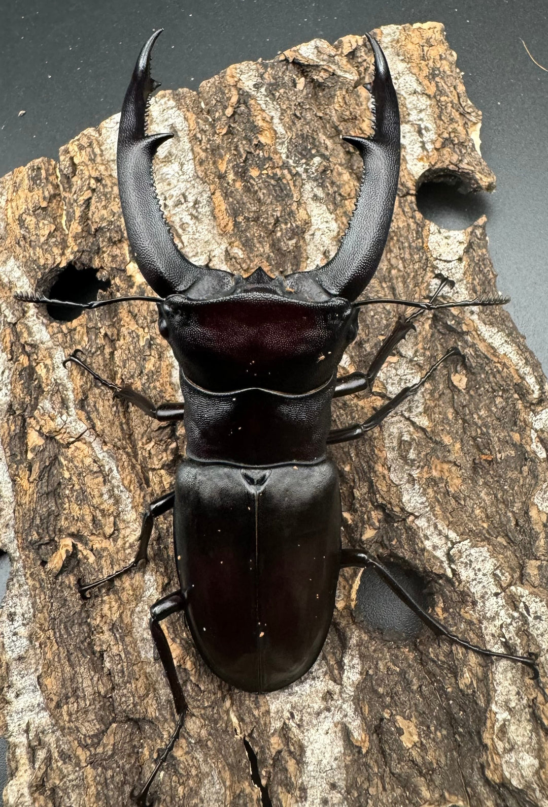 【WD】《マンディブラリスフタマタ 100.5mm ペア》