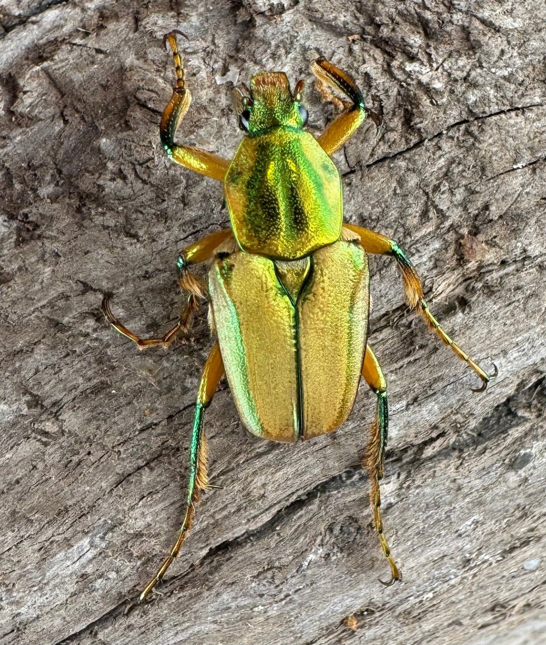 《ホソカブトハナムグリ ペア》①