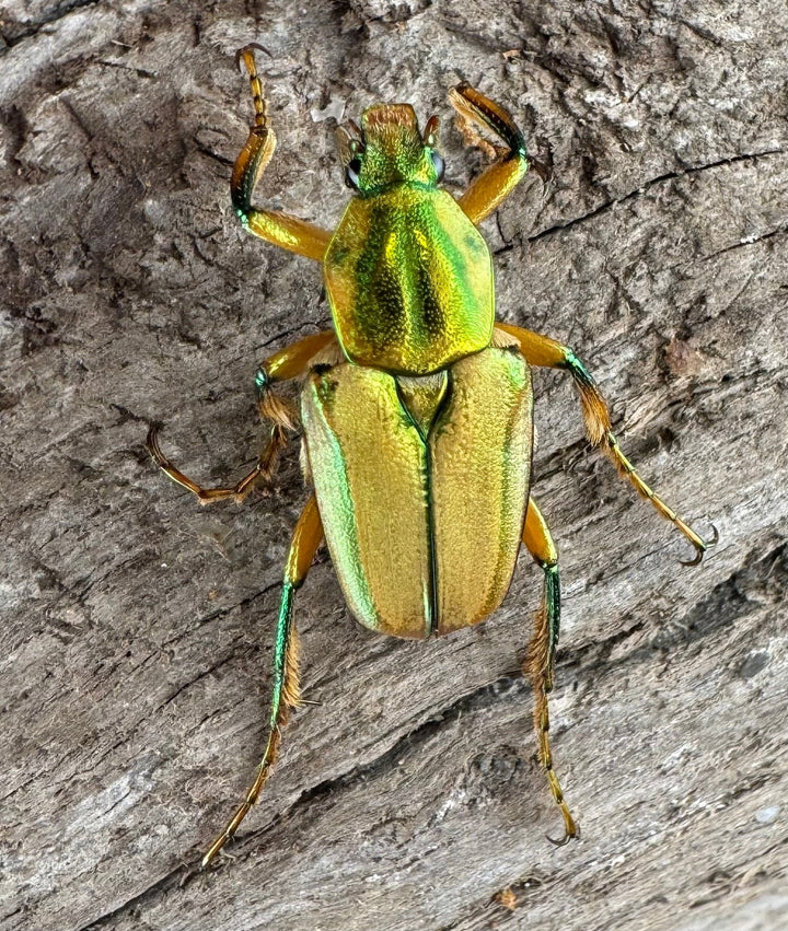 《ホソカブトハナムグリ ペア》①