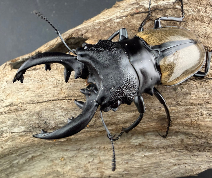 【WD】《ルデキンツヤクワガタ 74mm ペア》